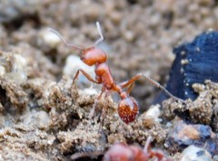 Pogonomyrmex subnitidus