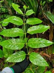 Polyscias macgillivrayi