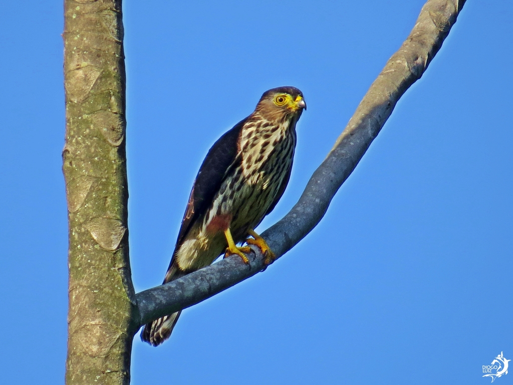 Rufous-thighed Kite