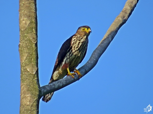 Rufous-thighed Kite