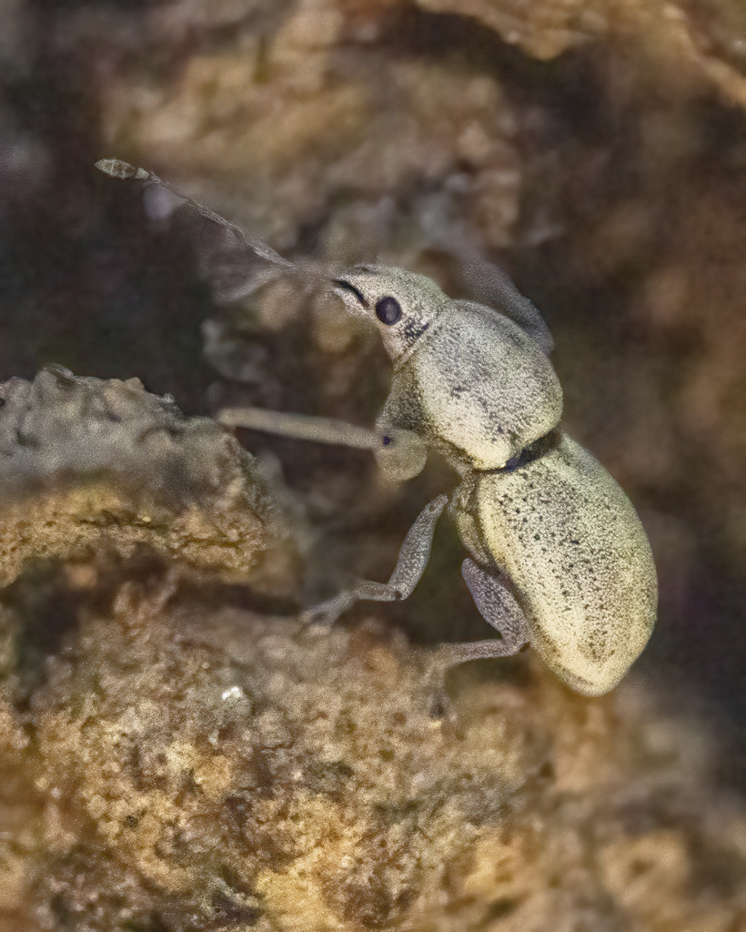 Phacepholis albicans