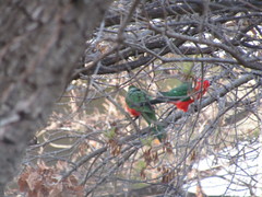 Alisterus scapularis