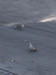 Streptopelia decaocto