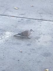 Streptopelia decaocto