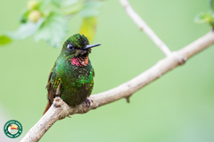 Heliodoxa rubricauda