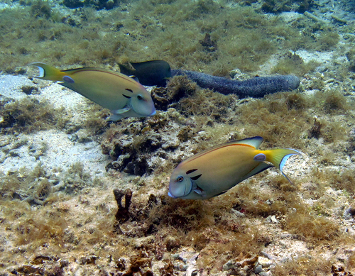 Photo of Tennent's Surgeonfish (Acanthurus tennentii)