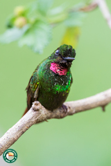 Heliodoxa rubricauda