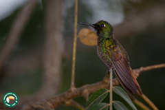 Heliodoxa rubricauda