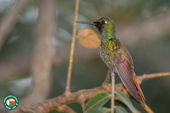 Heliodoxa rubricauda