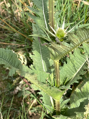 cutleaf teasel