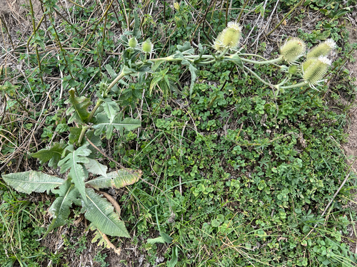 cutleaf teasel