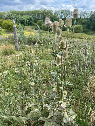 cutleaf teasel