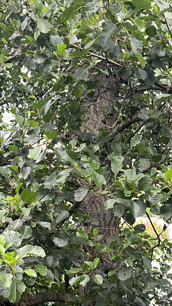 common alder