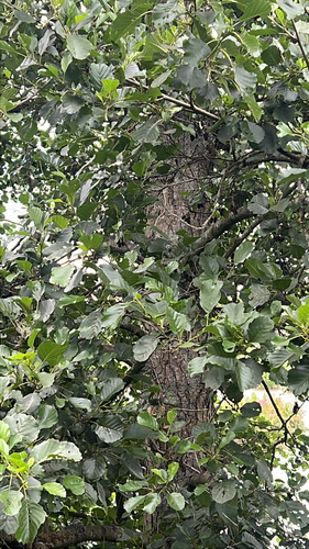 common alder