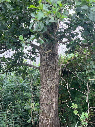 common alder