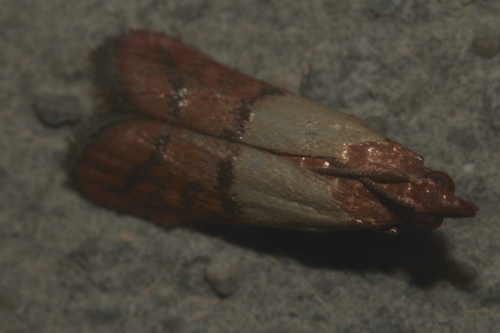 Indian-Meal Moth