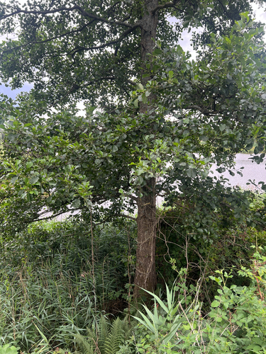 common alder