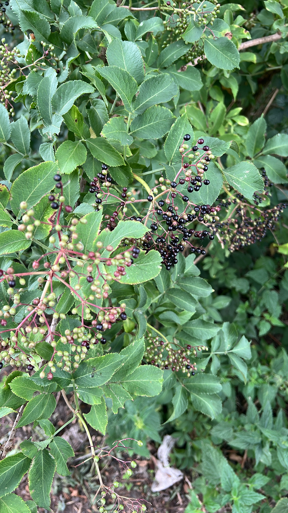European black elderberry