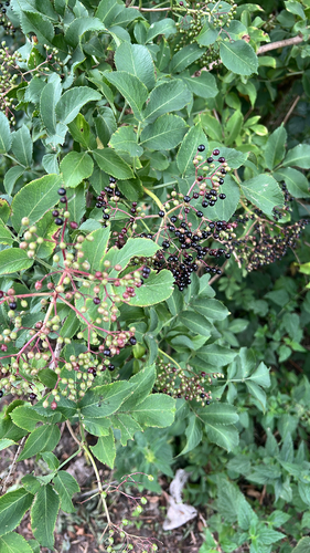 European black elderberry