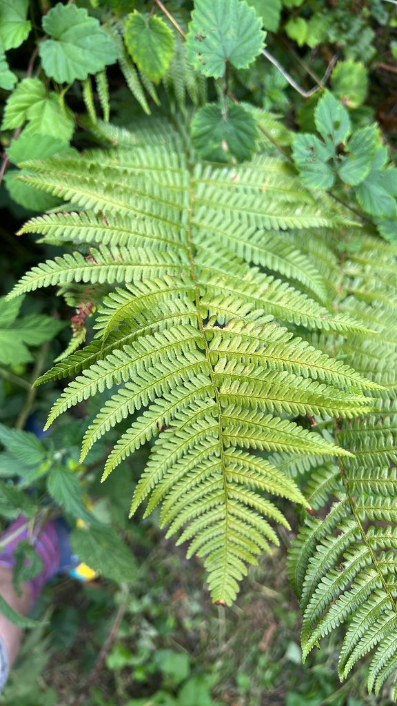 male fern