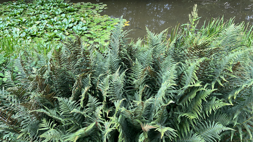 wood ferns