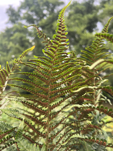 wood ferns