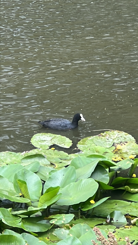 Eurasian Coot