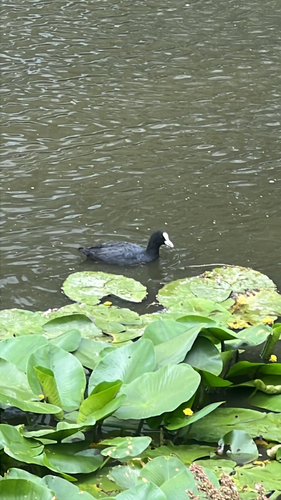 Eurasian Coot