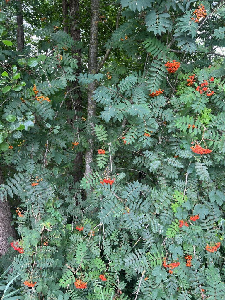 European mountain ash