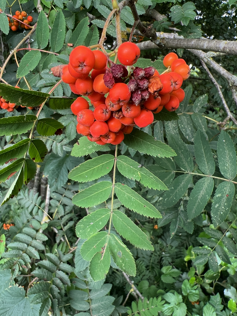 European mountain ash