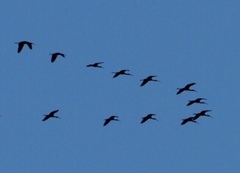 Plegadis chihi