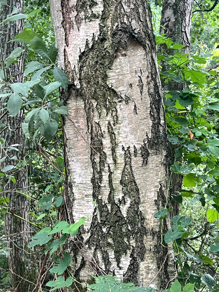 silver birch