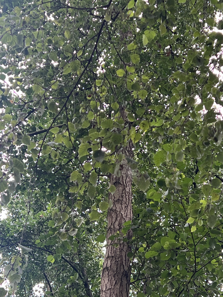 silver birch