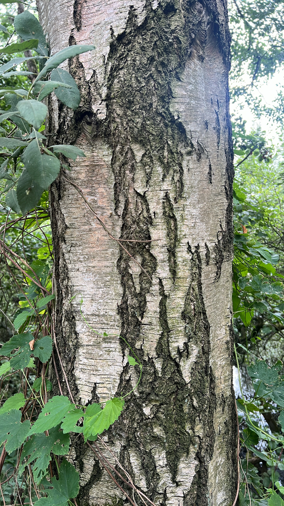 silver birch