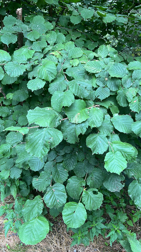 common hazel