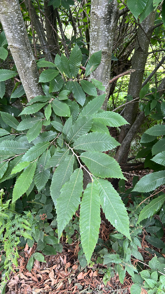 Sweet Chestnut