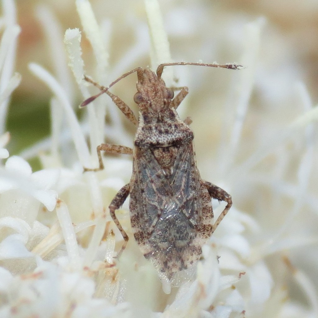 Aufeius impressicollis