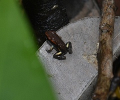 Epipedobates boulengeri