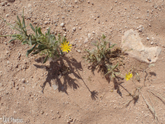 Osteospermum microcarpum