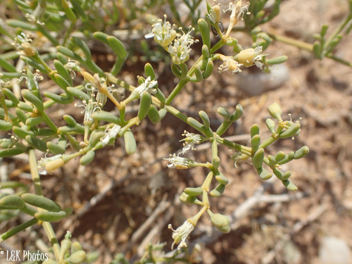 Tetraena cylindrifolia image