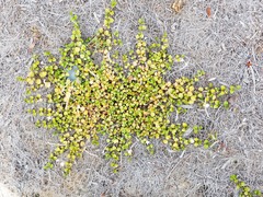 Epilobium nummulariifolium