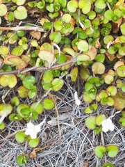 Epilobium nummulariifolium