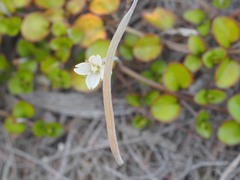 Epilobium nummulariifolium