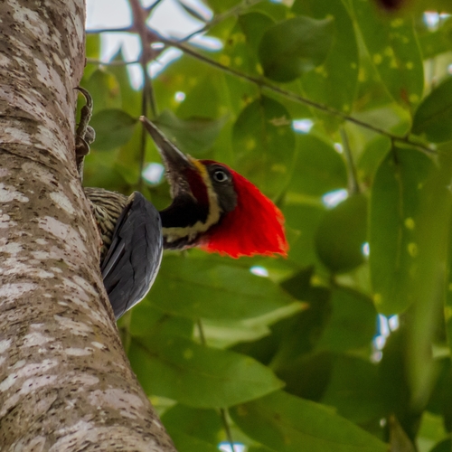 Lineated Woodpecker