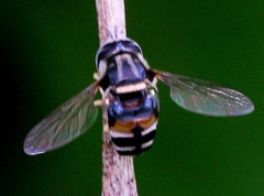 Paragus crenulatus