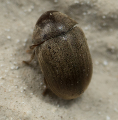 Tricorynus