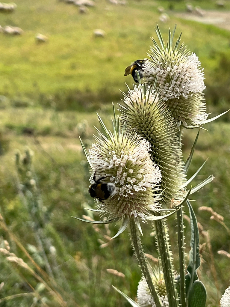 cutleaf teasel