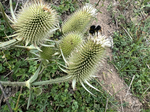 cutleaf teasel
