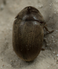 Tricorynus