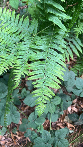common bracken
